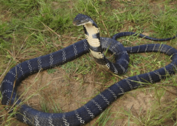 Man charged with murder after deadly cobra kills wife and young daughter as they slept – Law Officer